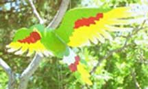 Handmade Wooden Flying Parrot Mobile